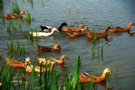 月明湖里一群鸭